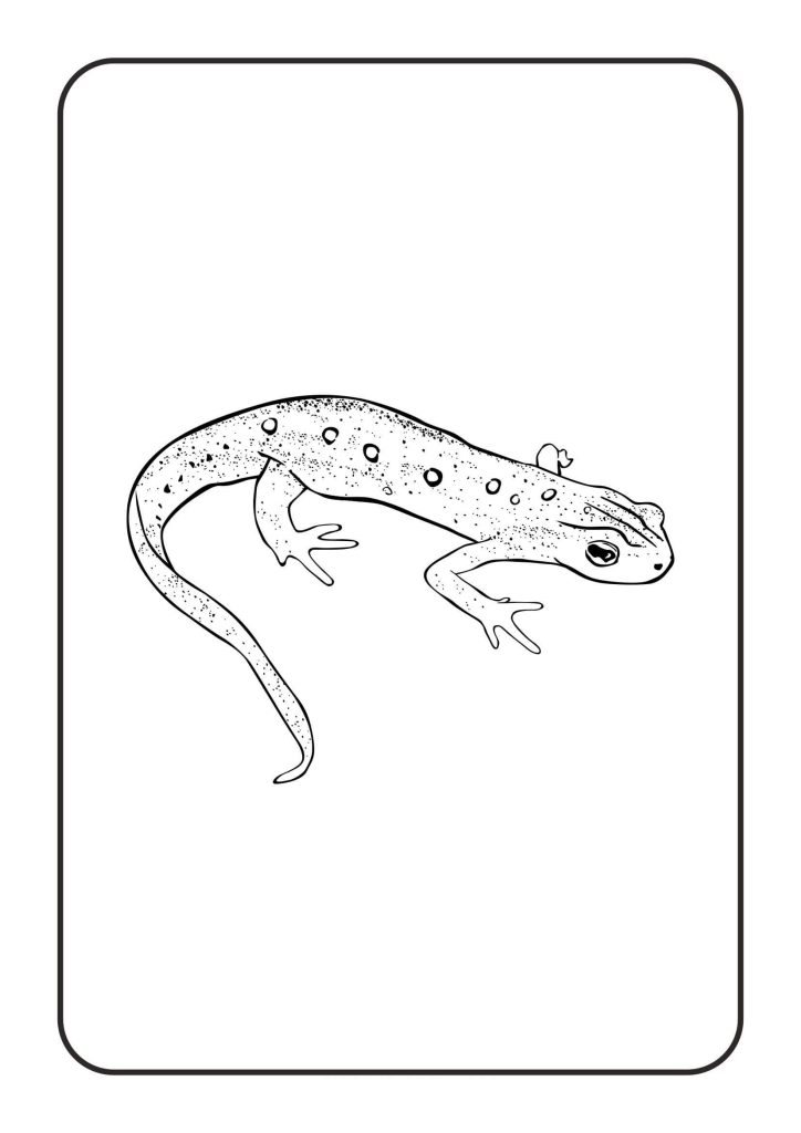 Dibujo de Reptiles Tritón Oriental para Colorear y Imprimir