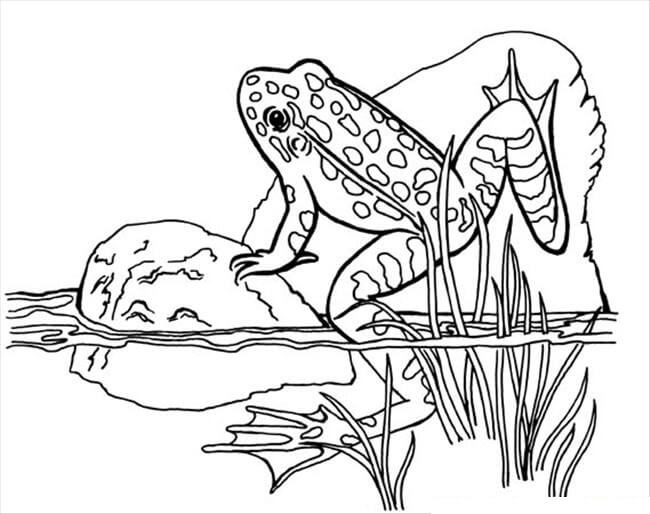 dibujo escalada de ranas para colorear