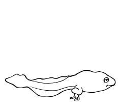 dibujo renacuajo para colorear