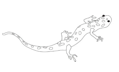 dibujo reptiles triton oriental para colorear