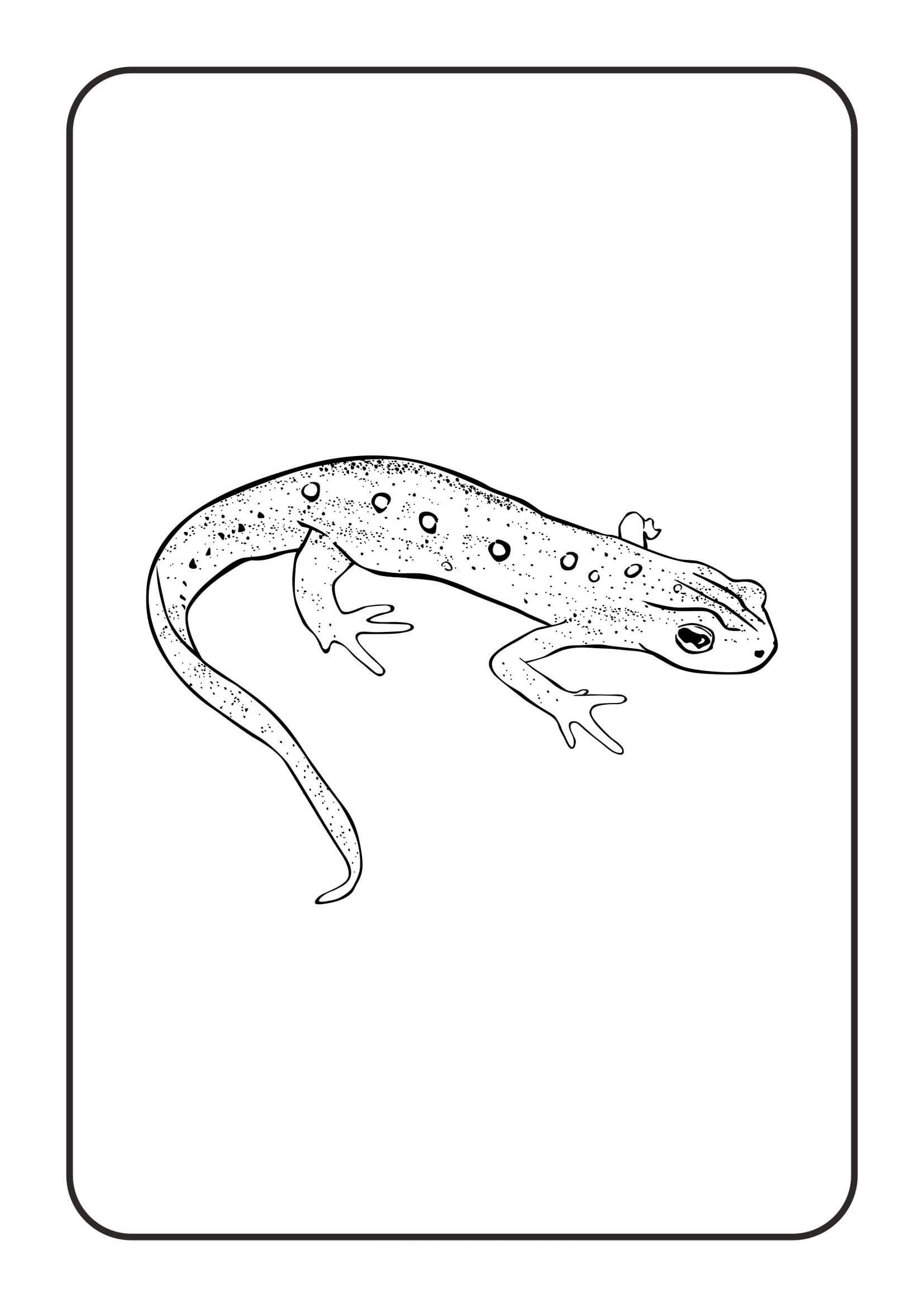 dibujo reptiles y anfibios para colorear