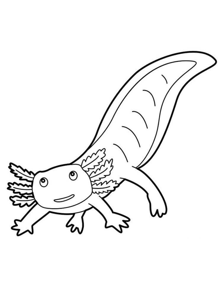 dibujo salamandra linda para colorear
