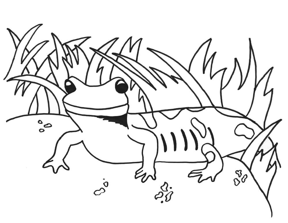 dibujo salamandra manchada para colorear
