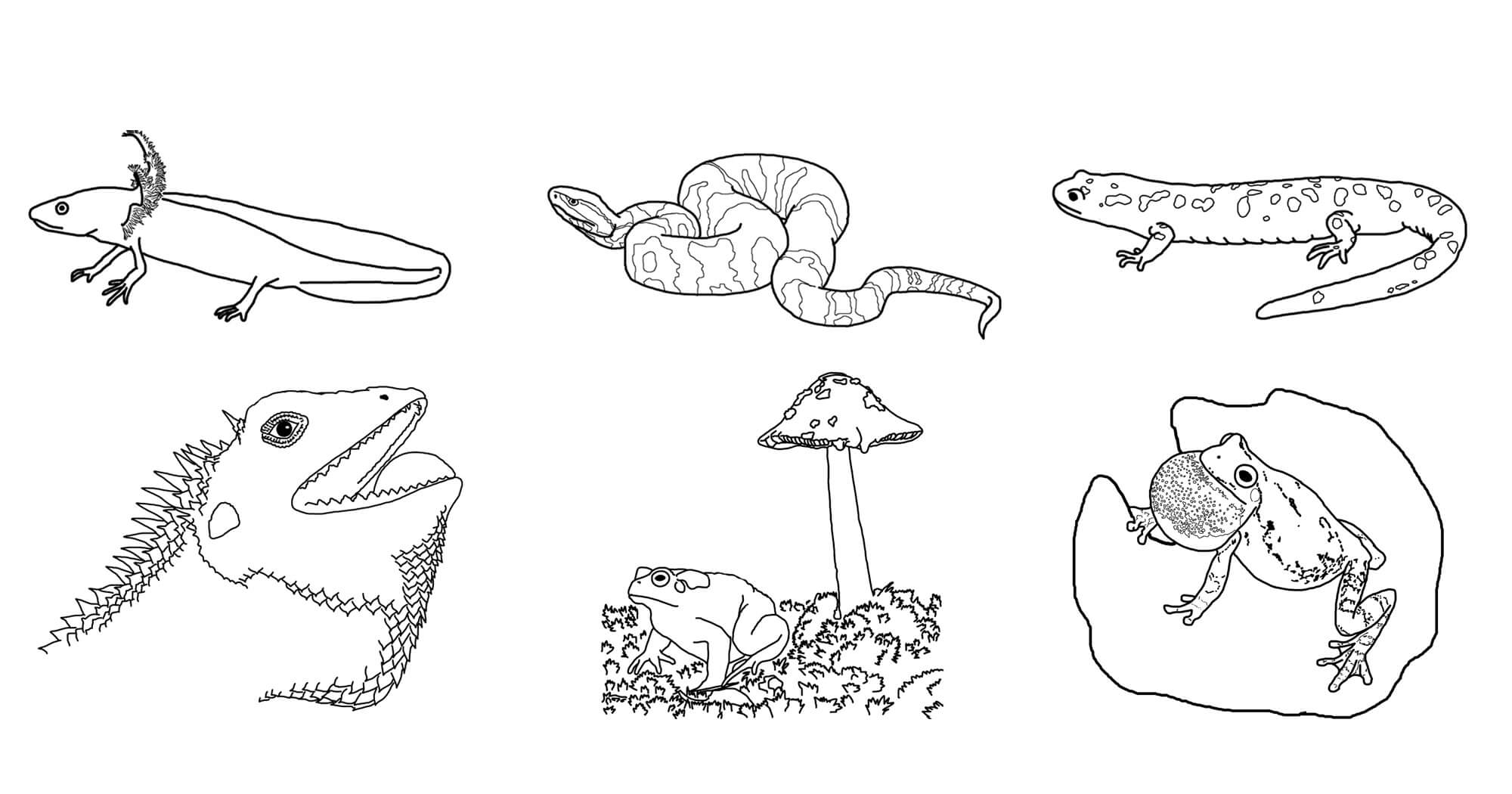dibujo seis anfibios para colorear