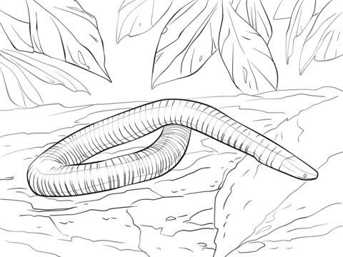 dibujo serpiente de anfibios para colorear