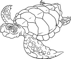 dibujo tortuga nadando 2 para colorear