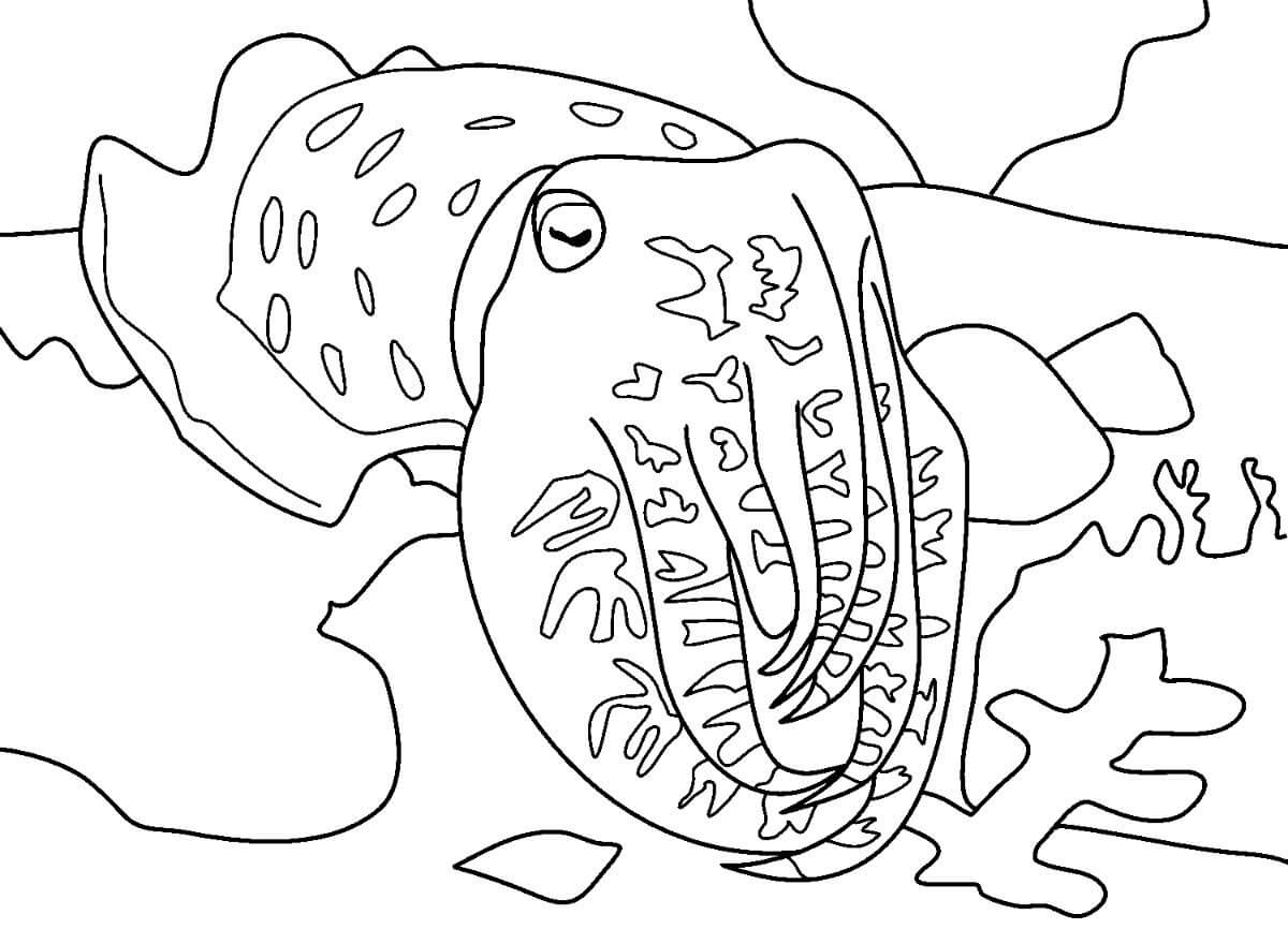 dibujo calamar para colorear