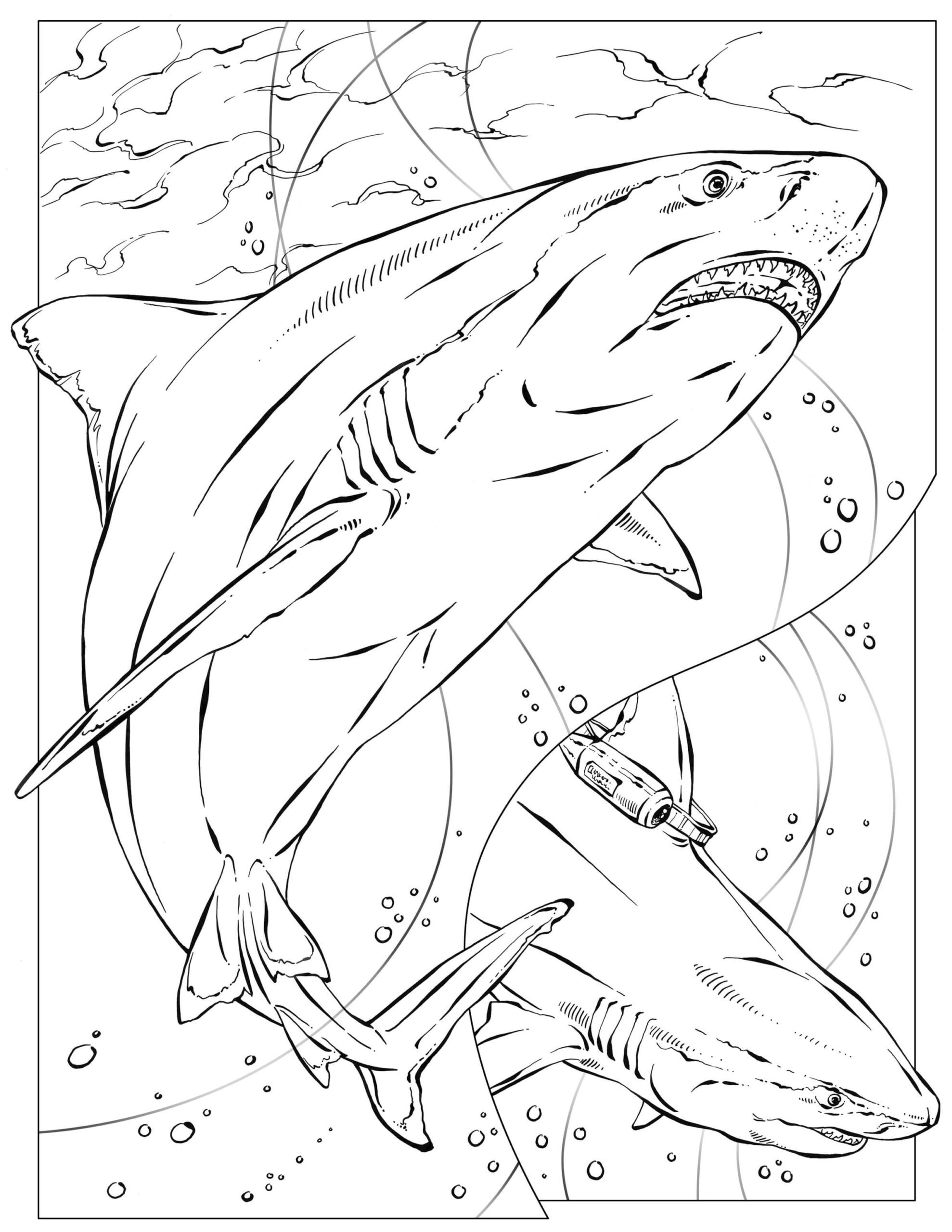 Dibujo de dos Tiburones para Colorear y Imprimir