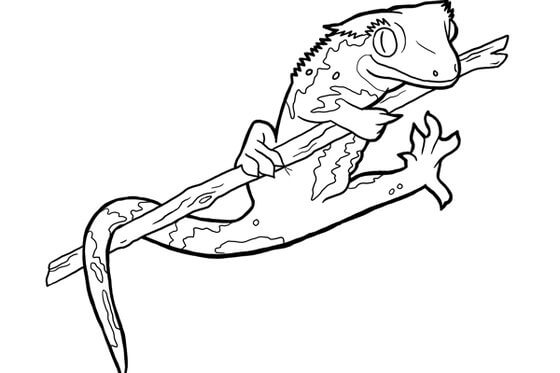 Dibujo de Salamandra para Colorear y Imprimir