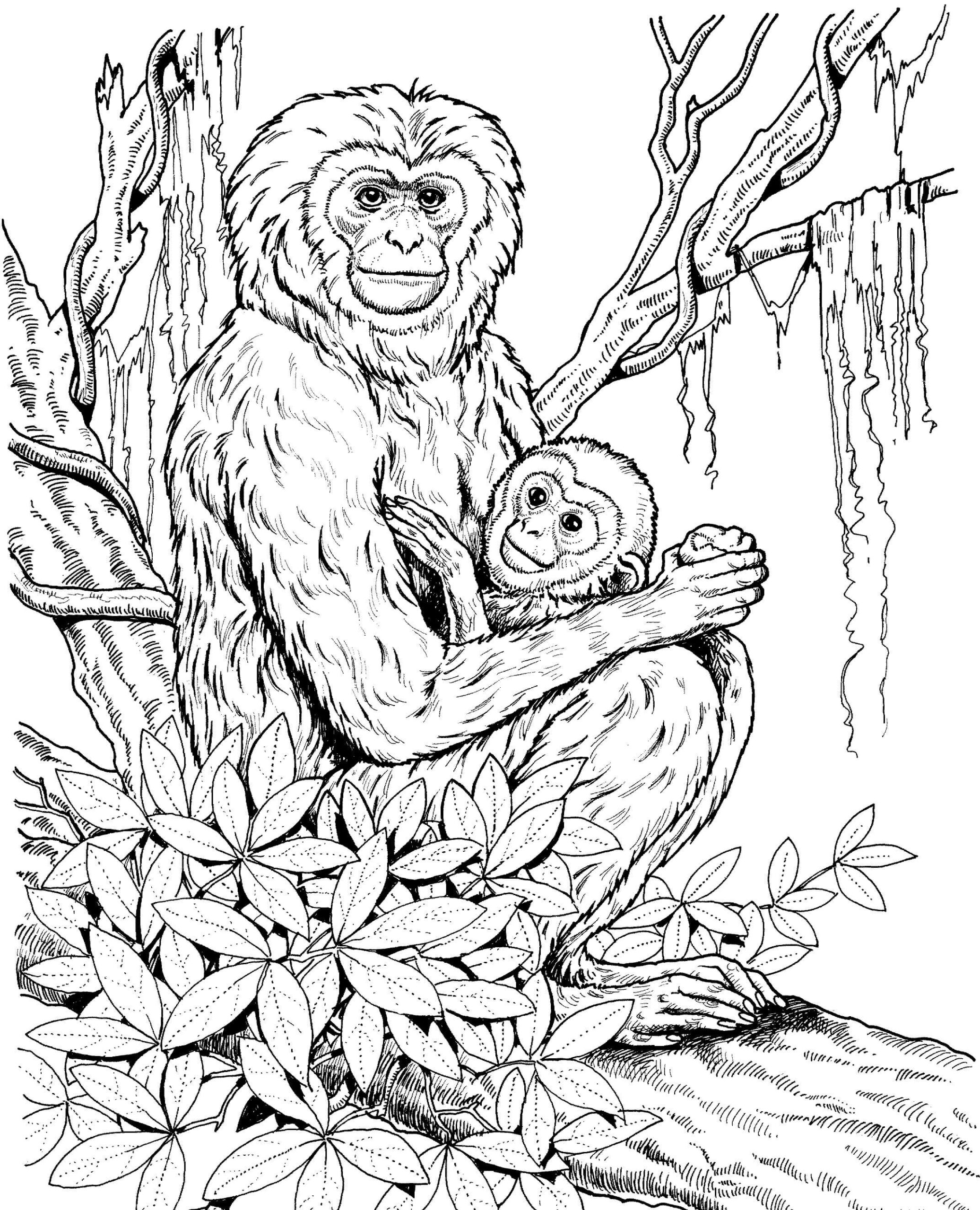 Dibujo de Madre Simio Con Bebé Simio Scaled para Colorear y Imprimir