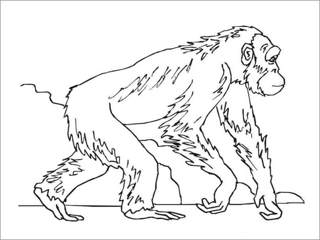 Dibujo de Simio Caminando para Colorear y Imprimir