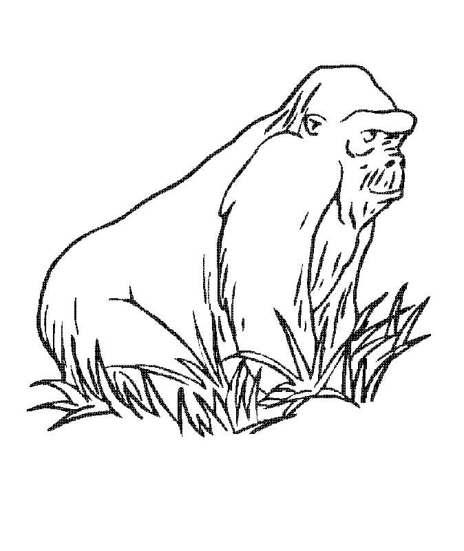 Dibujo de Simio En Hierba para Colorear y Imprimir