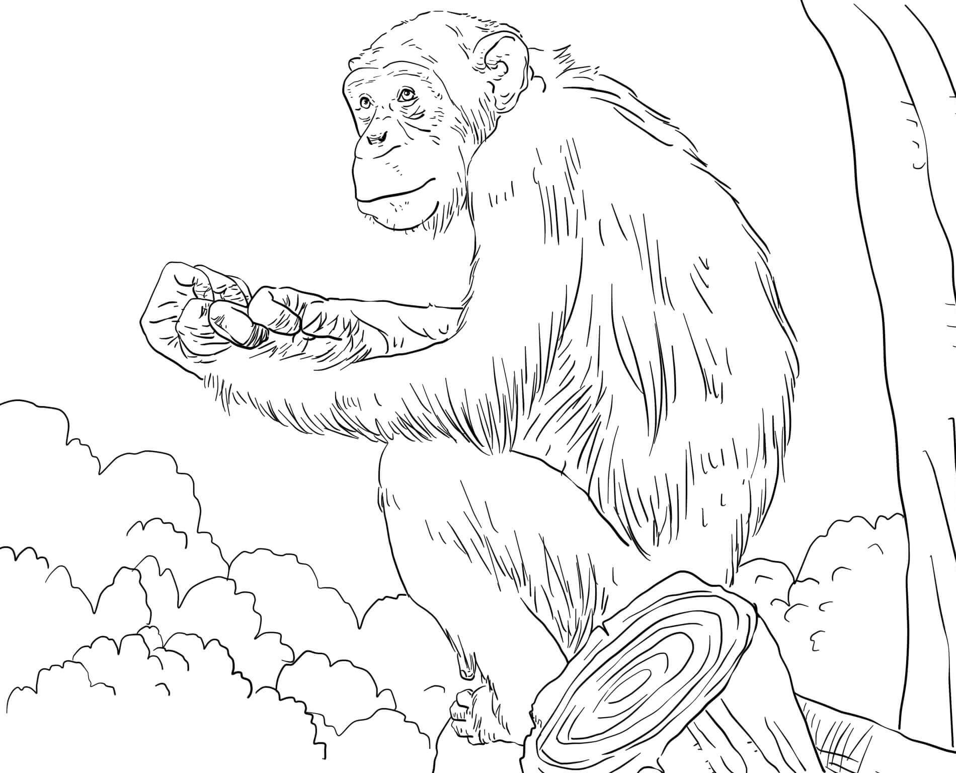 Dibujo de Simios En La Rama Del Árbol para Colorear y Imprimir