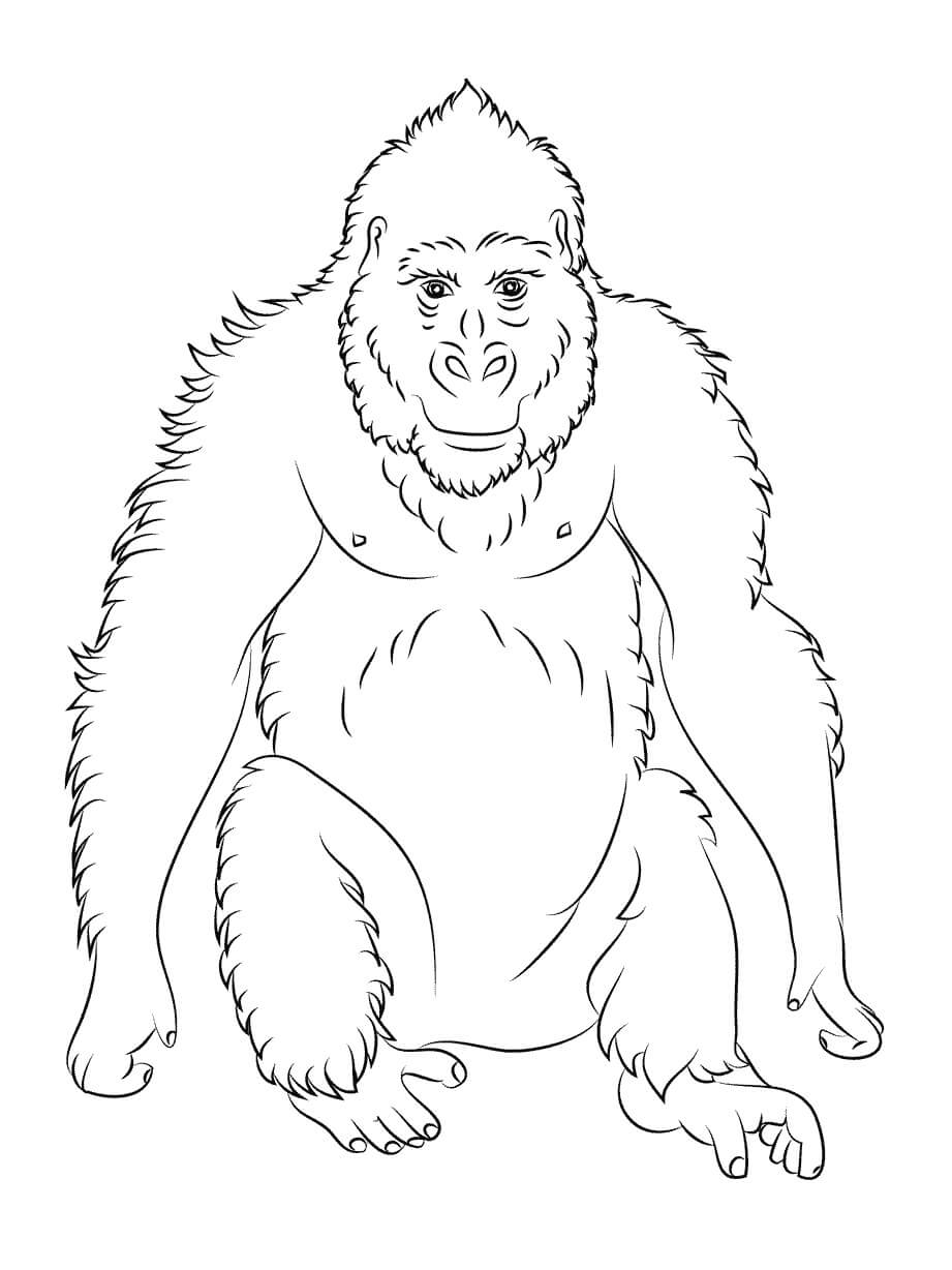 Dibujo de Simios Normales para Colorear y Imprimir