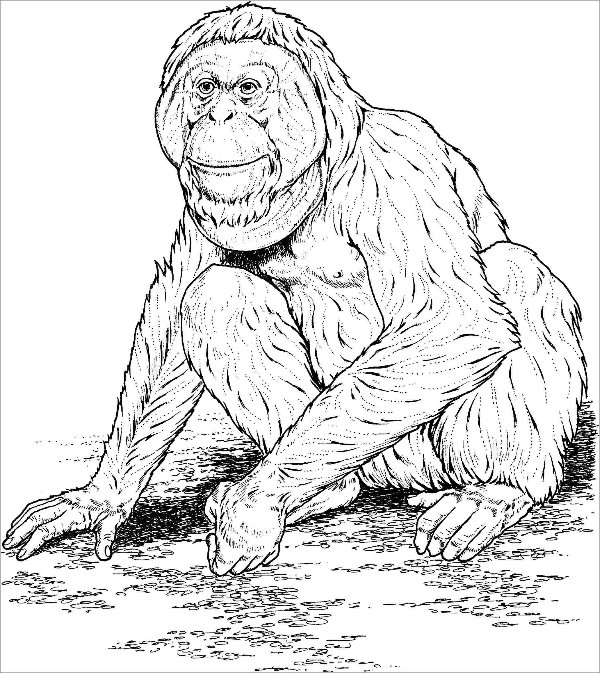 Dibujo de Simios Simples para Colorear y Imprimir