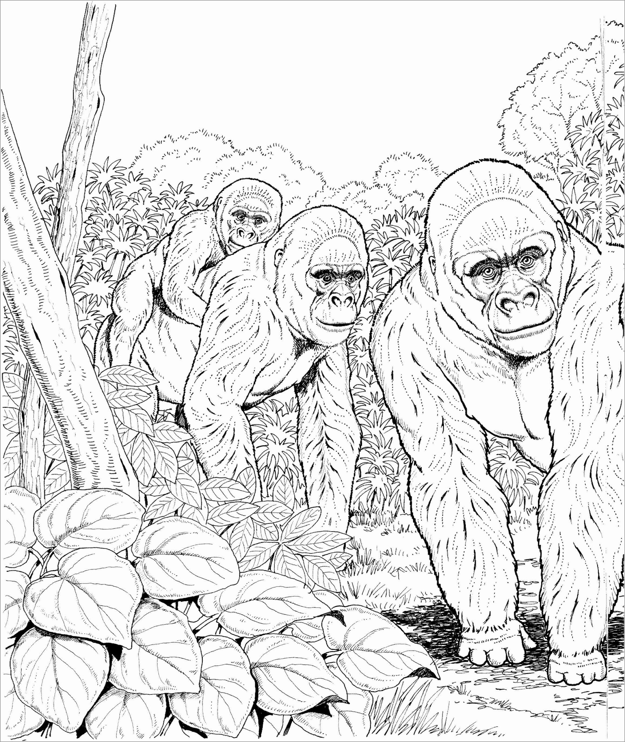Dibujo de Tres Simios Scaled para Colorear y Imprimir