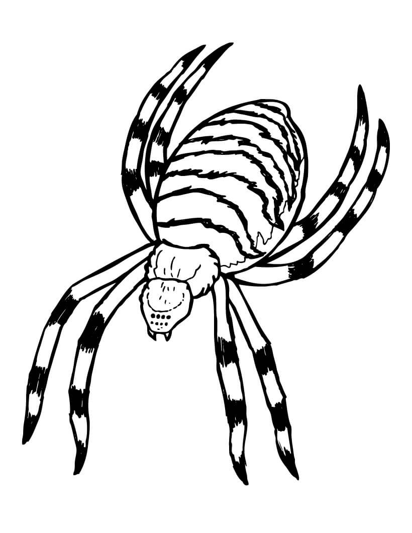 Dibujo de Araña Espeluznante para Colorear y Imprimir