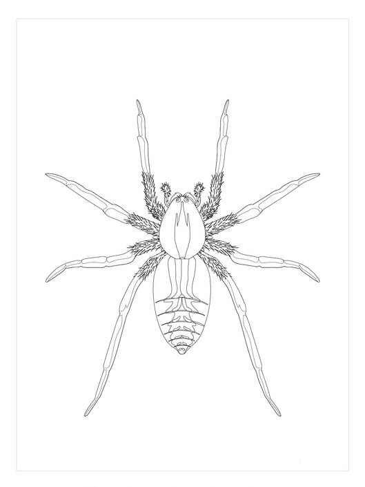 Dibujo de Araña Lobo para Colorear y Imprimir