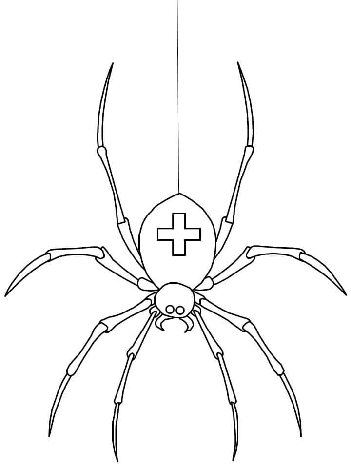 Dibujo de Araña Medica para Colorear y Imprimir