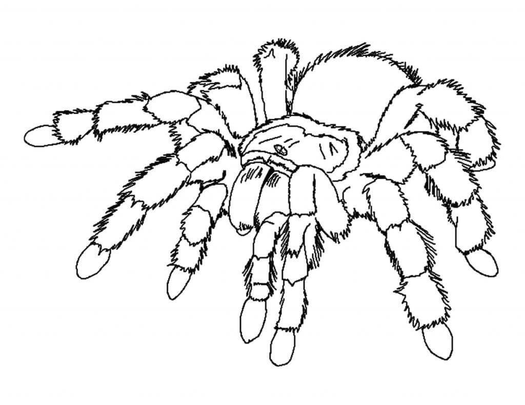 Dibujo de Araña Normal para Colorear y Imprimir