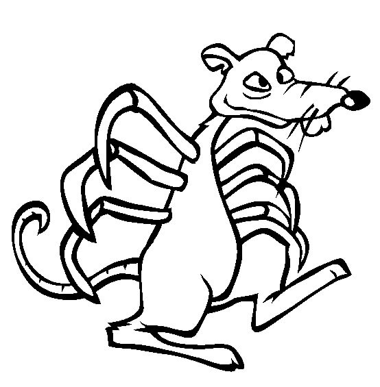 Dibujo de Araña Rata para Colorear y Imprimir