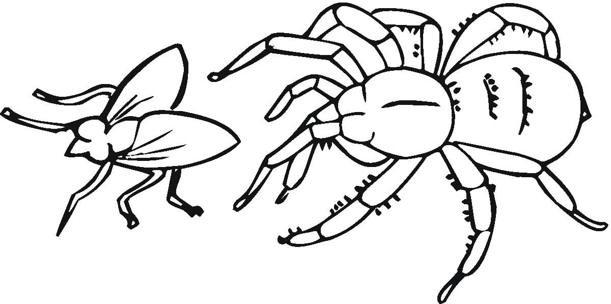 Dibujo de Araña y Mosca para Colorear y Imprimir