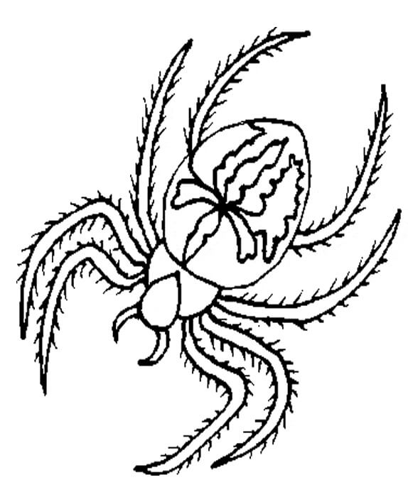 Dibujo de Hermosa Araña para Colorear y Imprimir