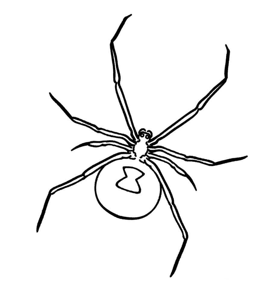 Dibujo de La Araña Ha Vuelto para Colorear y Imprimir