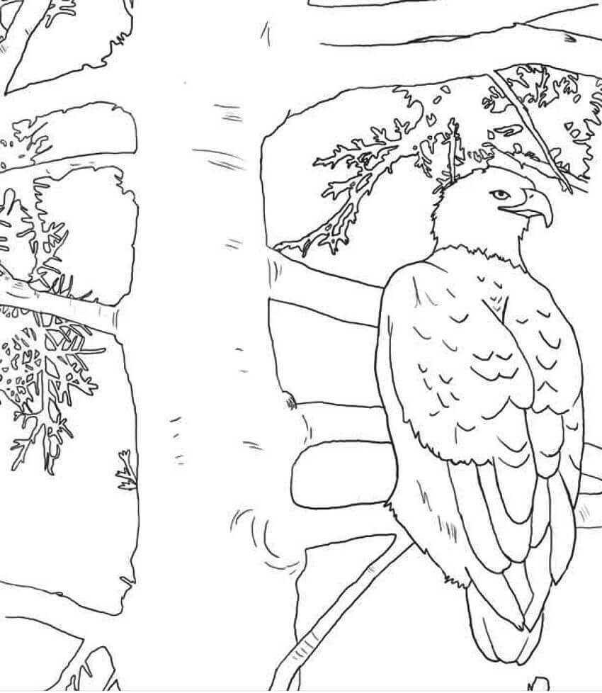 Dibujo de Águila Calva En El Árbol para Colorear y Imprimir