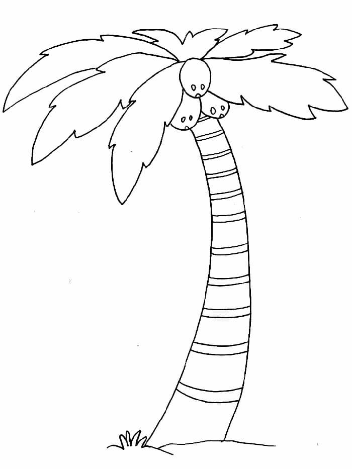 Dibujo de Árbol de Coco para Colorear y Imprimir