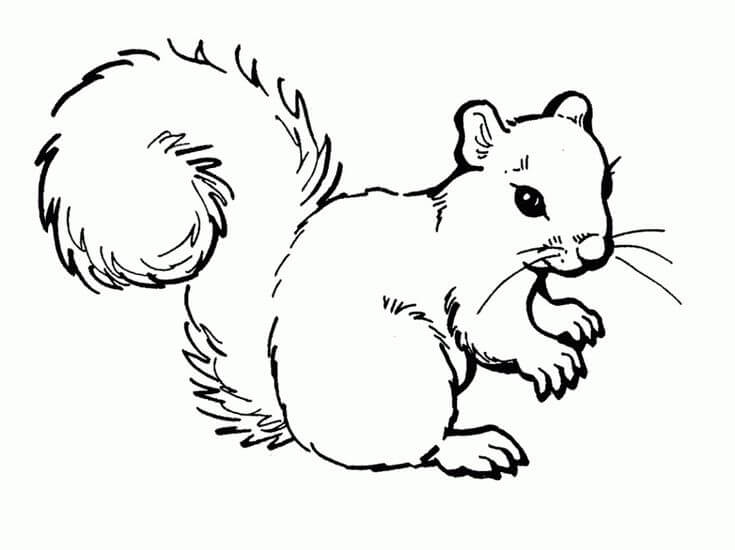 Dibujo de Ardilla Básica para Colorear y Imprimir