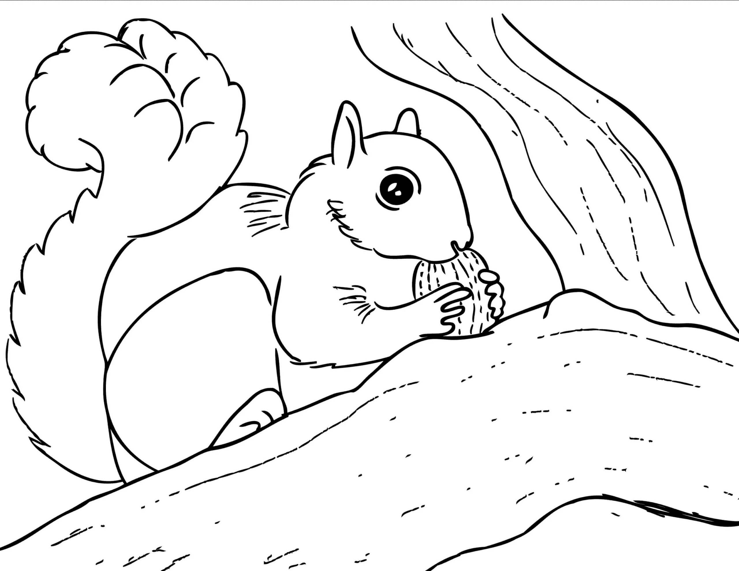 Dibujo de Ardilla Comiendo Bellota 1 para Colorear y Imprimir