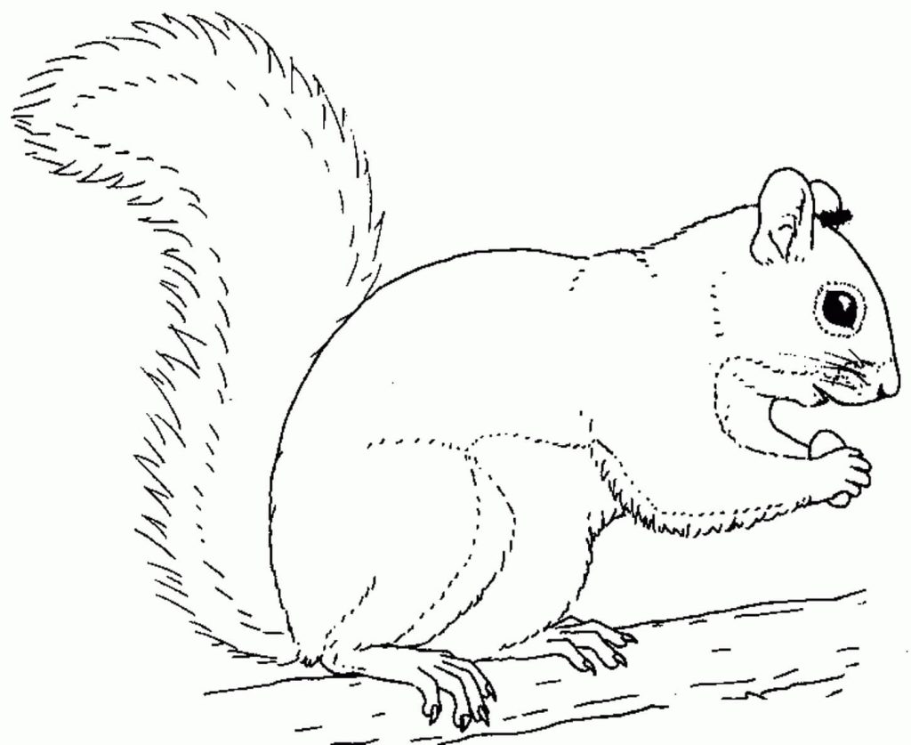Dibujo de Ardilla Normal para Colorear y Imprimir