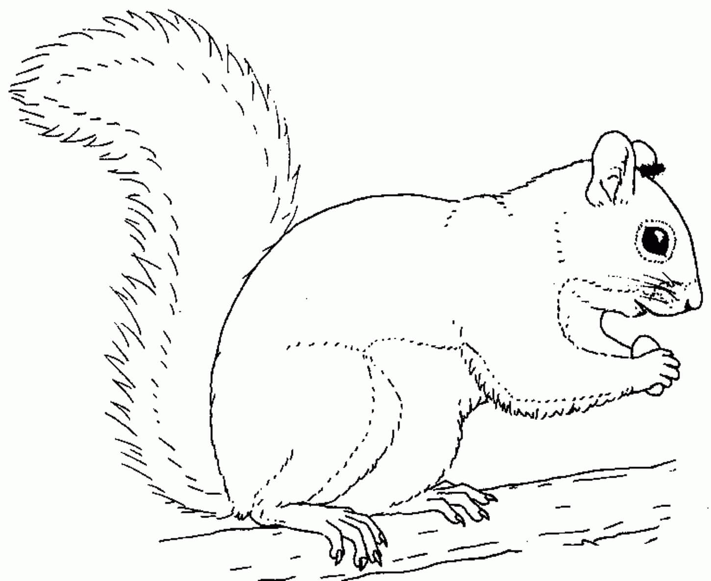 Dibujo de Ardilla Normal para Colorear y Imprimir