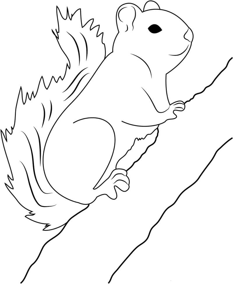 Dibujo de Ardilla Trepando Rama Árbol para Colorear y Imprimir