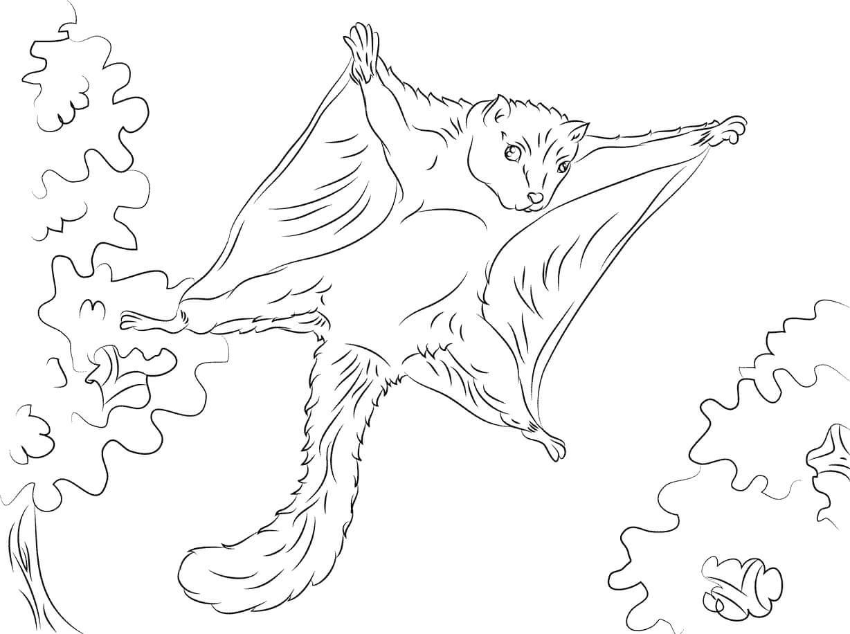 Dibujo de Ardilla Volando para Colorear y Imprimir