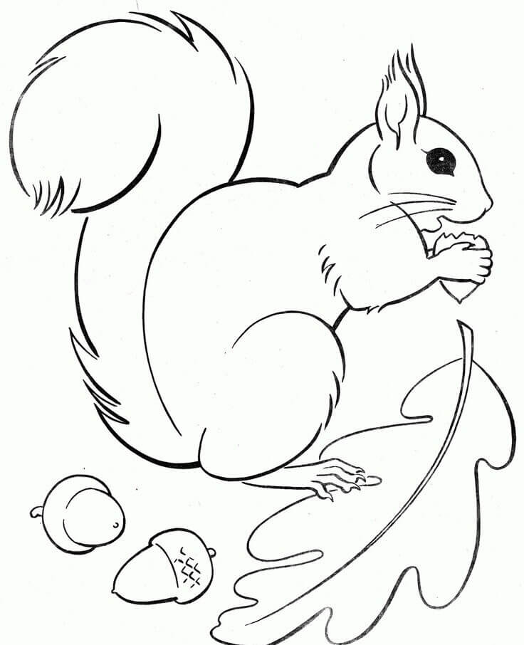 Dibujo de Ardilla y Bellota Con Hoja para Colorear y Imprimir