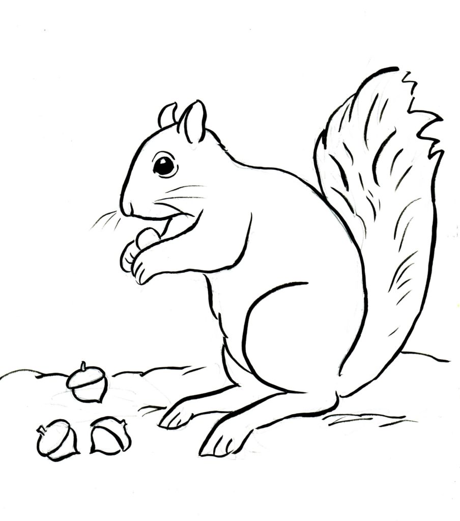 Dibujo de Ardilla y Tres Bellotas Scaled para Colorear y Imprimir