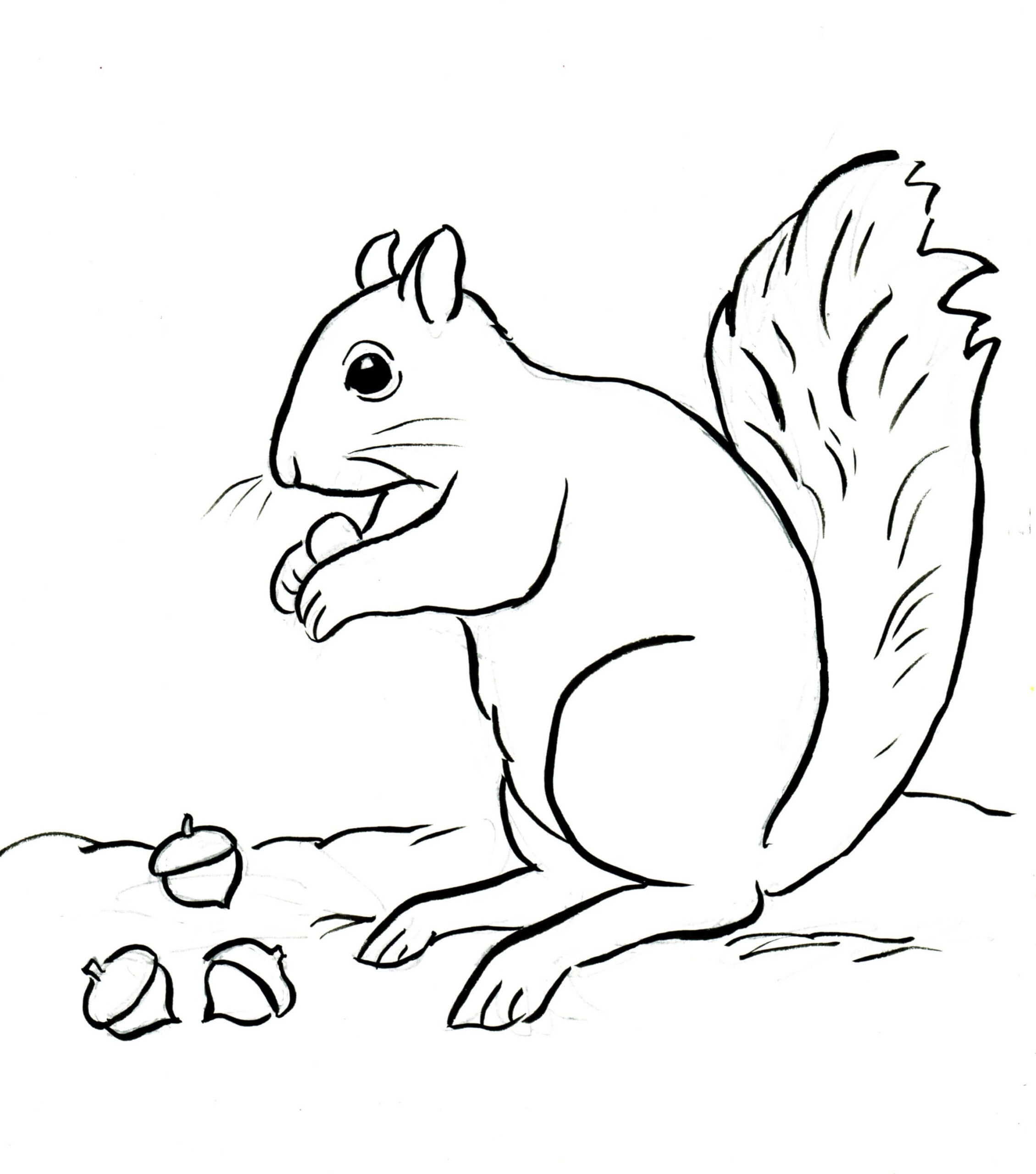 Dibujo de Ardilla y Tres Bellotas Scaled para Colorear y Imprimir