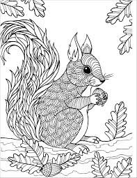 Ardilla para Colorear