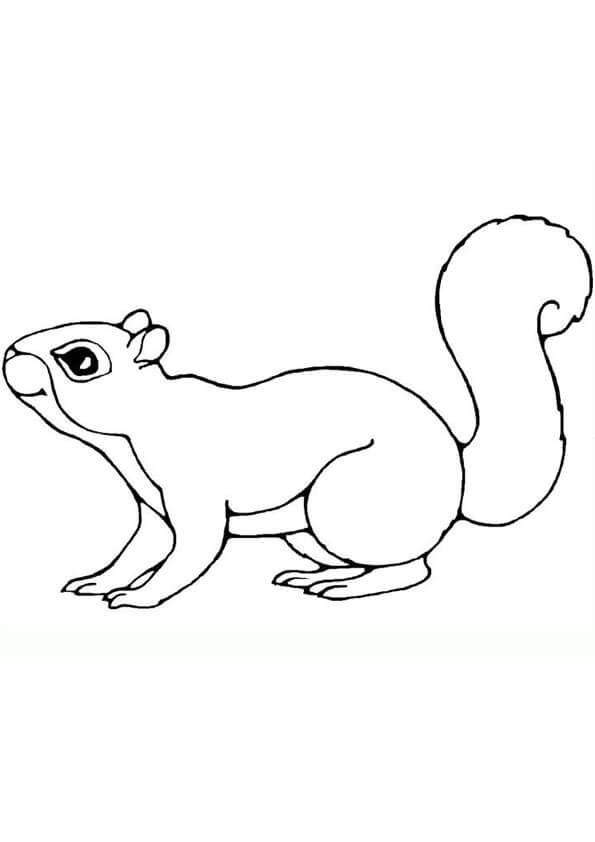 Dibujo de Bonita Ardilla para Colorear y Imprimir