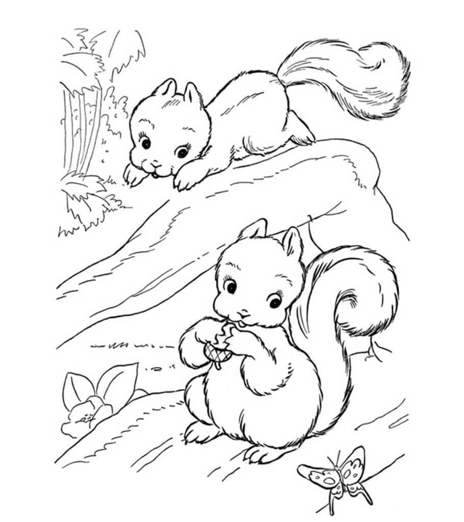 Dibujo de dos Ardillas para Colorear y Imprimir