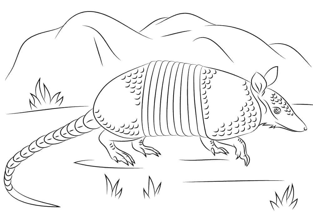 dibujo armadillo con sombrero para colorear