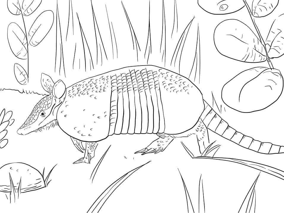 dibujo armadillo de nueve bandas para colorear