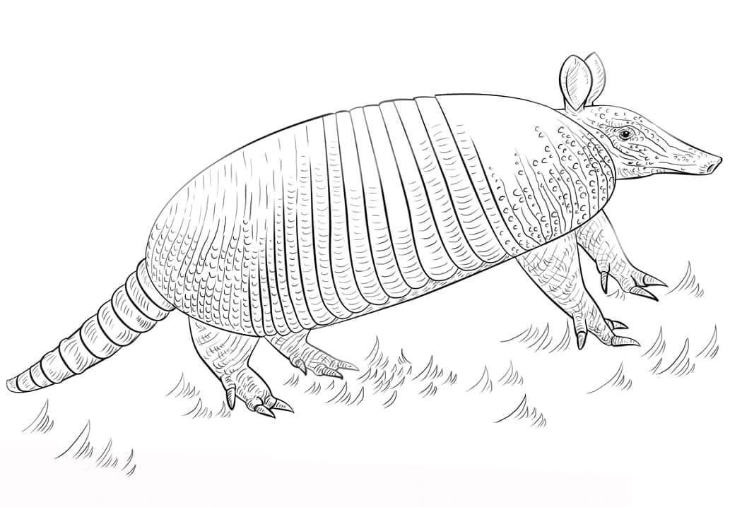 dibujo armadillo de pie sonriendo para colorear