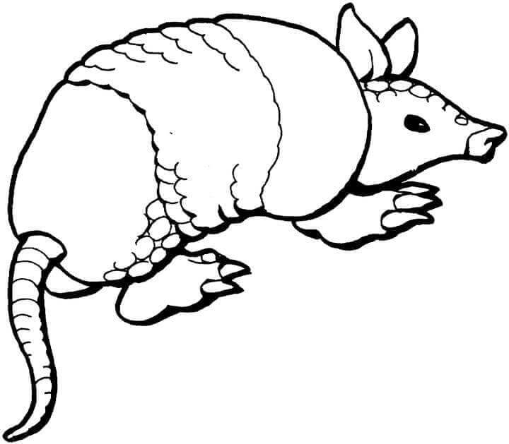 dibujo armadillo facil para colorear