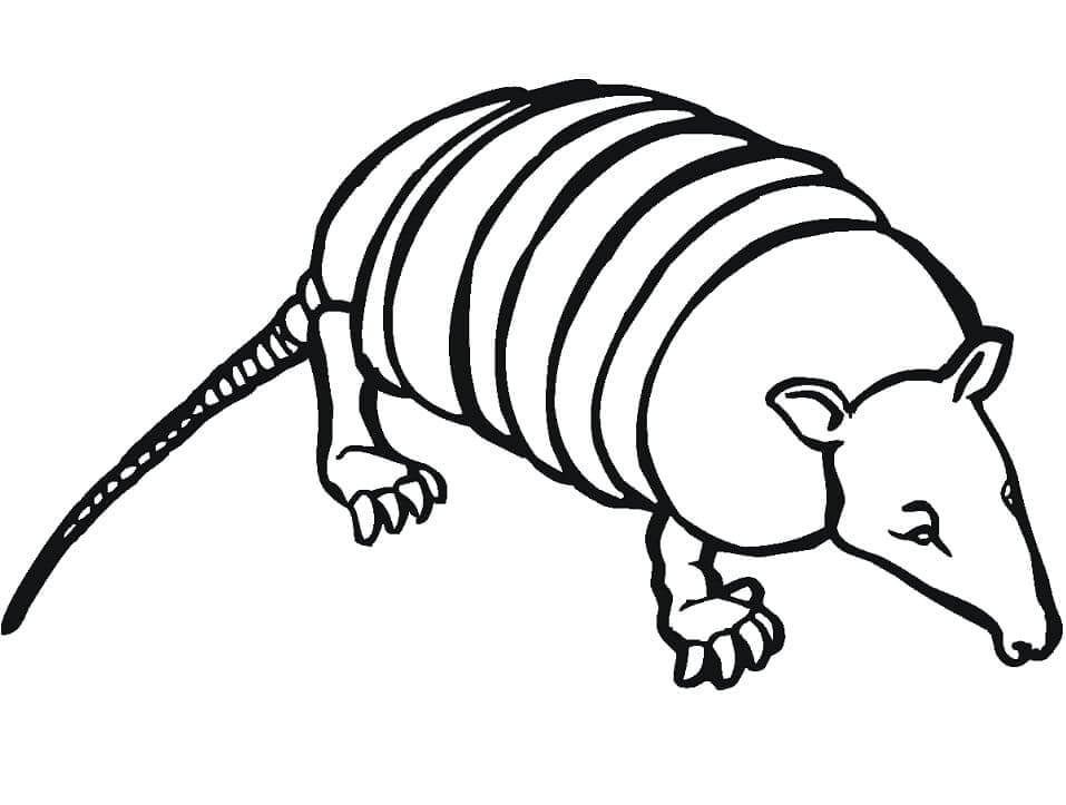 dibujo armadillo realista de nueve bandas para colorear