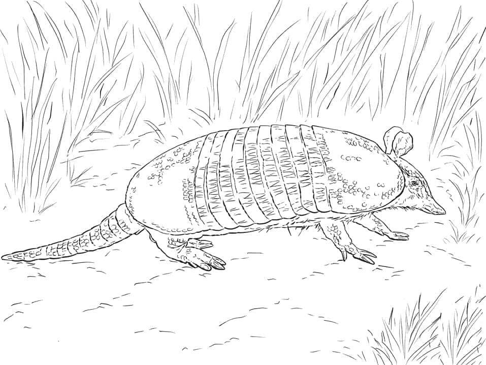 dibujo armadillo simple de pie para colorear