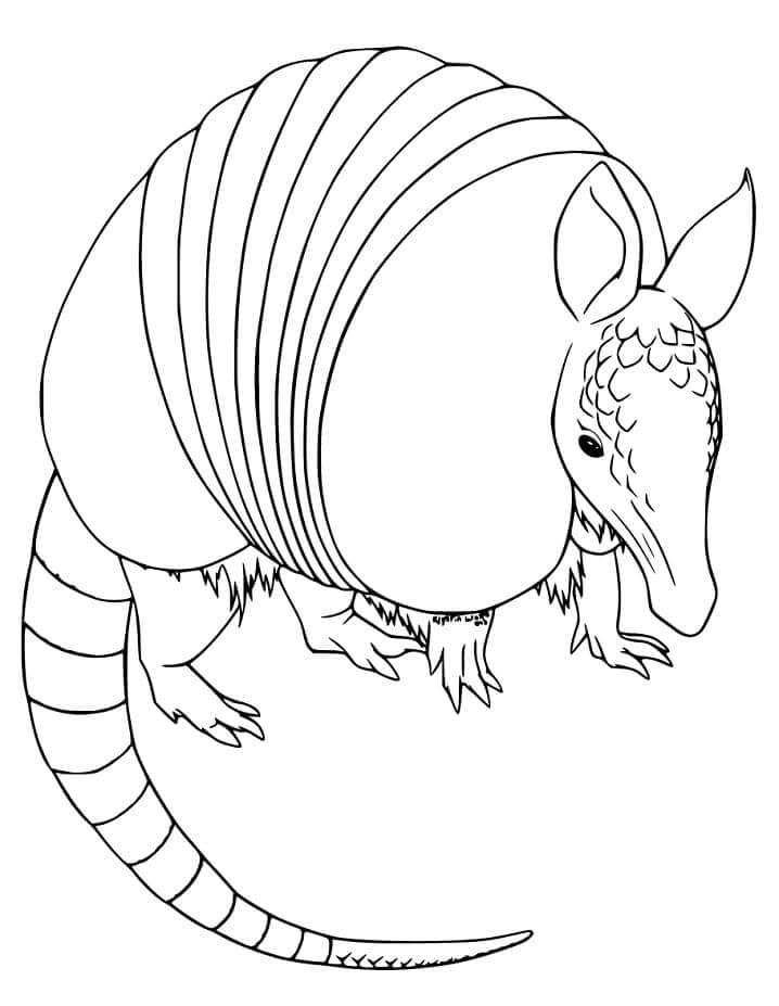 dibujo armadillo simple para colorear