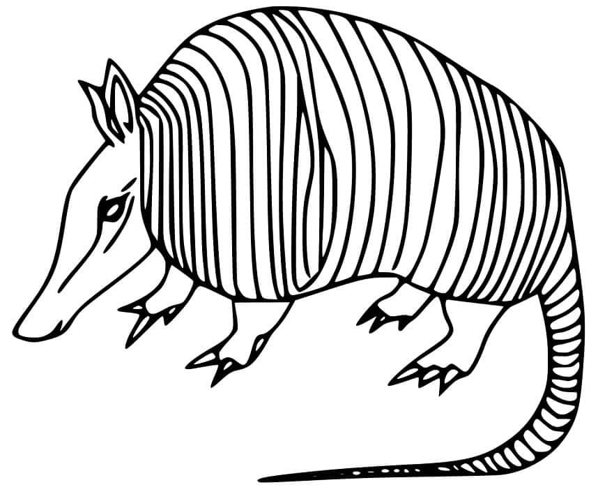 dibujo buen armadillo para colorear